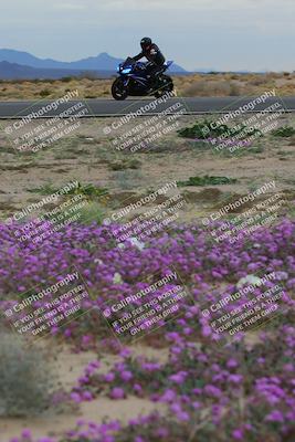 media/Jan-14-2023-SoCal Trackdays (Sat) [[497694156f]]/Turn 14 Exit Bloomig (145pm)/
